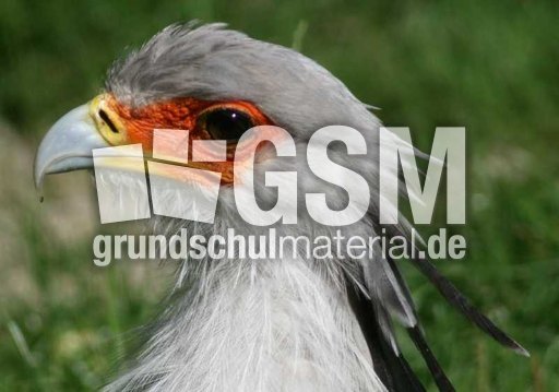 Sekretär-Kranichgeier-2.jpg